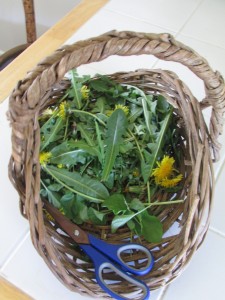 Basket of medicinal herbs collected from garden