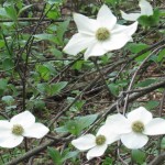 Dogwood flower photo
