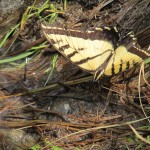 butterfly photo