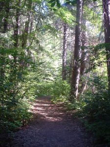 Shasta look trail in summer